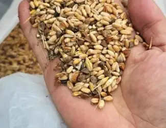 Зображення для оголошення Закуповуємо з самовивозом зерновідходи