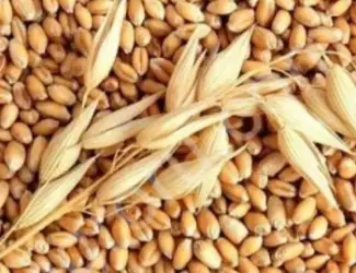 Зображення для оголошення Куплю зерновідходи кукурудзи