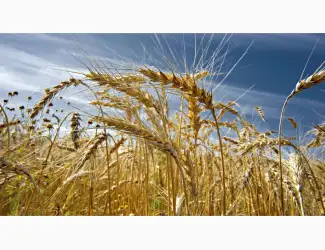 Зображення для оголошення Куплю зерновідходи