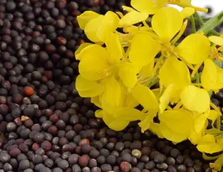 Зображення для оголошення Купуємо кукурудзу сою ріпак соняшник