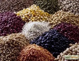 Зображення для оголошення ЗАКУПАЕМ зерновые культуры большими объемами