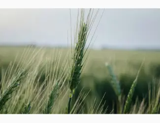 Зображення для оголошення Урожай 2020 ЗЕРНОВЫХ культур любого качества (ЗАКУПАЕМ!)