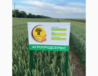 Зображення для оголошення Пропонуємо насіння ярої пшениці Токата (СН-1)
