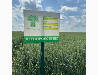 Зображення для оголошення Пропонуємо насіння ярої пшениці Кітрі (СН-1)