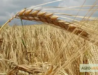 Зображення для оголошення Закупим пшеницю