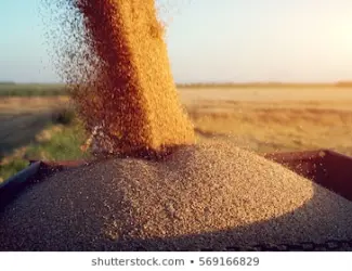 Зображення для оголошення СРОЧНО продам пшеницу фуражную на экспорт от производителей и поставщиков от 100 тонн