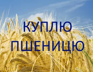 Зображення для оголошення Купуємо пшеницю