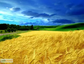 Зображення для оголошення Закупаем пшеницу
