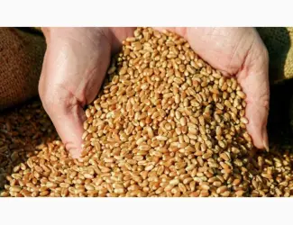 Зображення для оголошення Продам товарну пшеницю 2 та 3 клас