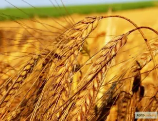 Зображення для оголошення Закупка зерновых культур