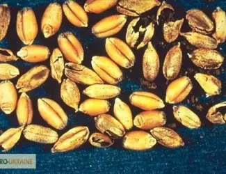 Зображення для оголошення Куплю не кондицию пшеници