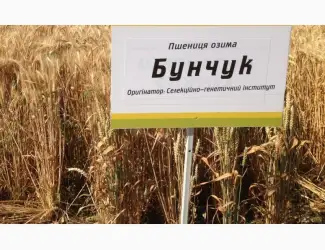 Зображення для оголошення Семена озимой пшеницы Бунчук - эл/1репр (Одесская селекция)