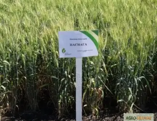 Зображення для оголошення Семена озимой пшеницы - Наснага (высокоинтенсивный сорт)