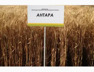 Зображення для оголошення Семена озимой пшеницы - АНТАРА