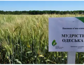 Зображення для оголошення Семена экстрасильной пшеницы Мудрость Одесская