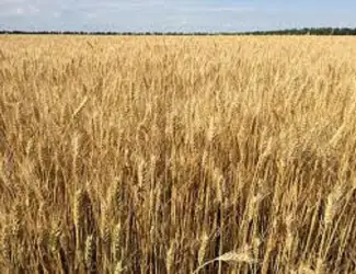 Зображення для оголошення Семена озимой пшеницы МАЛИНОВКА