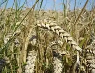 Зображення для оголошення Семена озимой пшеницы КРАПЛИНА