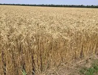 Зображення для оголошення Семена озимой пшеницы ФЕРМЕРКА