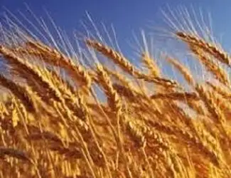 Зображення для оголошення Семена озимой пшеницы Астарта