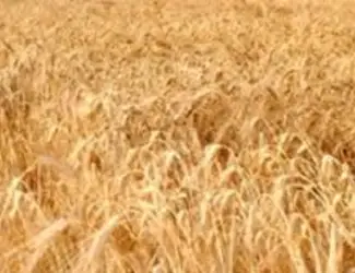 Зображення для оголошення Семена озимой пшеницы СТАЛЕВА