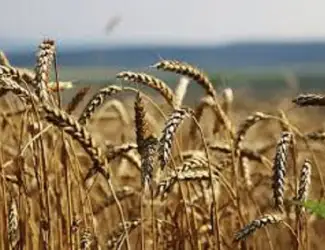 Зображення для оголошення Семена озимой пшеницы КУБУС KWS Германия