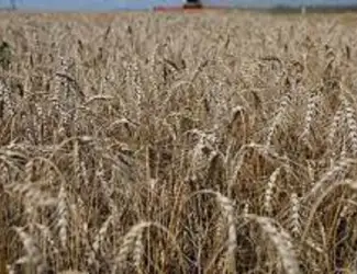 Зображення для оголошення Семена озимой пшеницы Емерино