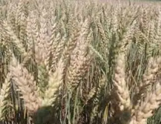 Зображення для оголошення Семена озимой пшеницы КРАЕВИД