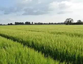 Зображення для оголошення Семена озимой пшеницы Водограй білоцерківський