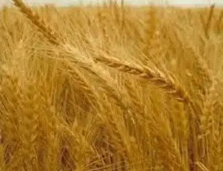 Зображення для оголошення Семена озимой пшеницы Дарунок Поділля