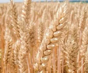 Зображення для оголошення Продам пшеницю