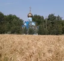 Зображення для оголошення Продам СРОЧНО семена пшеницы двуручка AMADEO Канадский трансгенный сорт