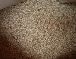 Зображення для оголошення Продам семена озимой пшеницы MASON - трансгенный канадский сорт(элита)