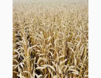 Зображення для оголошення Озима пшениця Подолянка (еліта