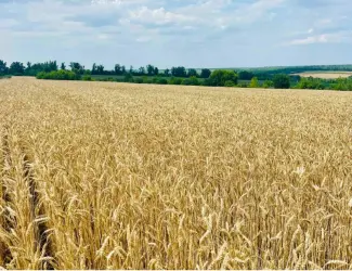 Зображення для оголошення Озима пшениця АСТАРТА (еліта