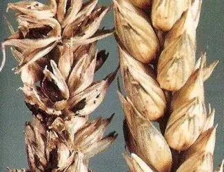 Зображення для оголошення Куплю пшеницу с головнёй