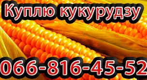Зображення для оголошення Закуповую Кукурудзу цьогорічного урожаю!Будь -які обсяги