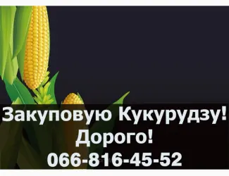 Зображення для оголошення Пропоную найвищі ціни за кукурудзу 2024 року урожаю