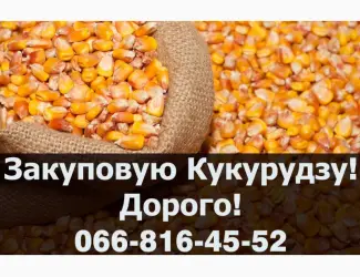 Зображення для оголошення Закуповую Кукурудзу цьогорічного (2023-24р) врожаю
