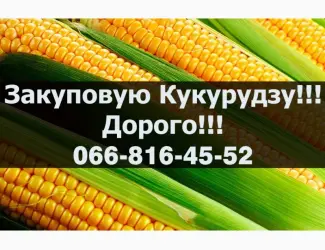 Зображення для оголошення Купуємо кукурудзу!Дорого!Наявні відкриті великі контракти!Є сушка та зберігання