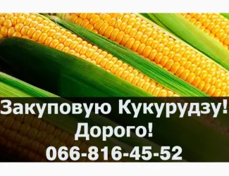 Зображення для оголошення Закуповую кукурудзу у будь яких обємах