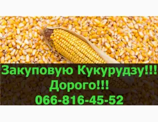 Зображення для оголошення На постійній основі закуповуємо кукурудзу у Полтавській