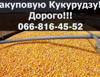 Зображення для оголошення Закуповую кукурудзу у необмеженій кількості!ДОРОГО!!!!Оплата на вагах
