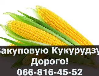 Зображення для оголошення Куплю Кукурудзу від виробника