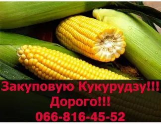Зображення для оголошення Куплю на постійній основі кукурудзу!Оплата на Вагах!Є зберіганнята сушка