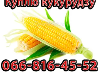Зображення для оголошення Куплю Кукурудзу Урожай 2024!На постійній основі