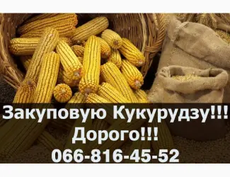 Зображення для оголошення Шукаю постачальника Кукурудзи