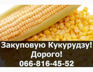 Зображення для оголошення На постійній основі закуповую кукурудзу в будь якій кількості!Наявні сушка/зберігання