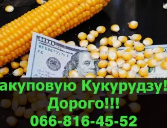 Зображення для оголошення Придбаю Кукурудзу у необмежених обсягах!Наявні великі контракти!Оплата на вагах