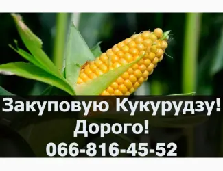 Зображення для оголошення Закуповую в обємах кукурудзу