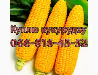 Зображення для оголошення Закуповую Кукурудзу цьогорічного урожаю!Оплата на вагах